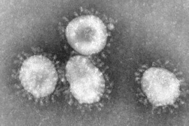 #Actus : gestion de la campagne face au coronavirus COVID19