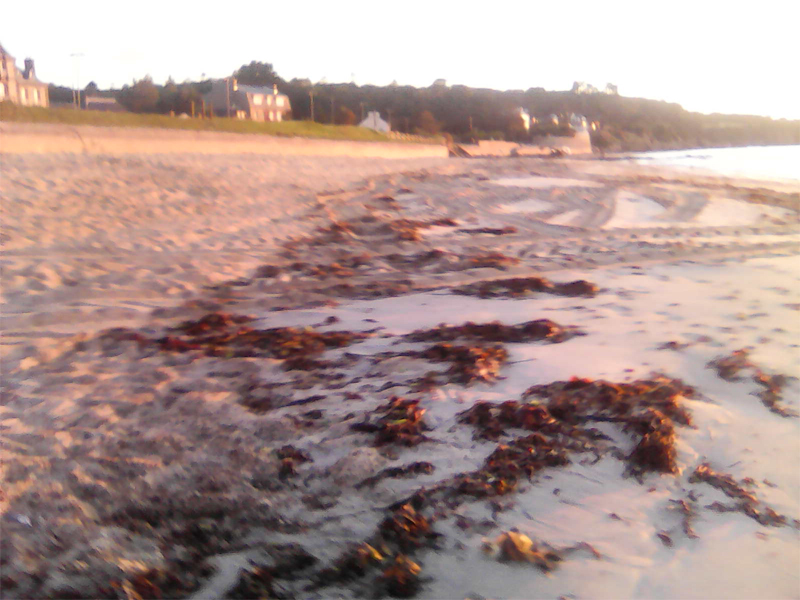 Plage Trez Hir avec laisse de mer