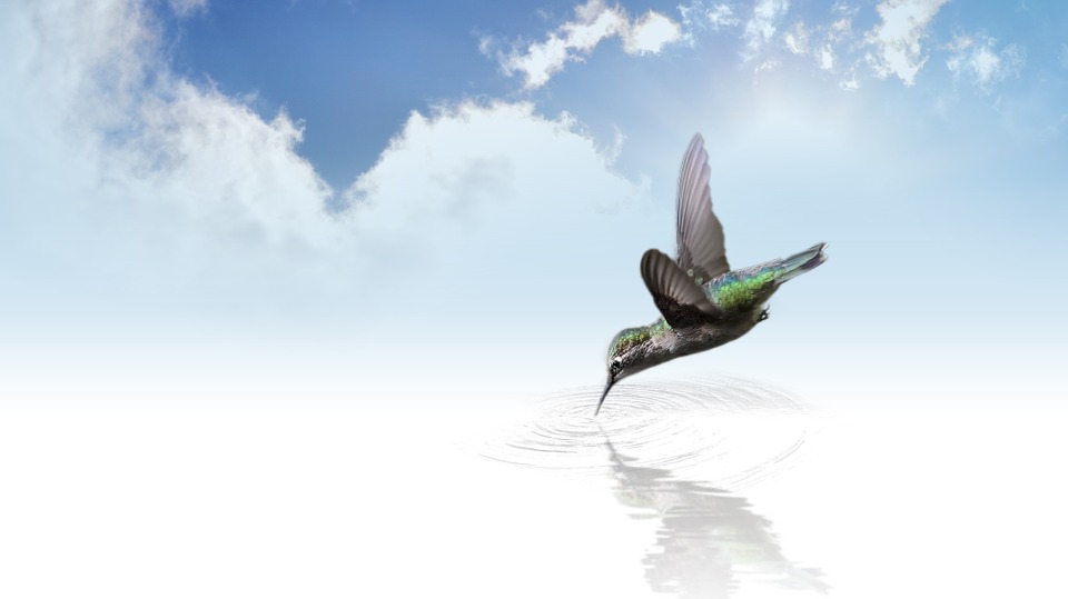 colibris