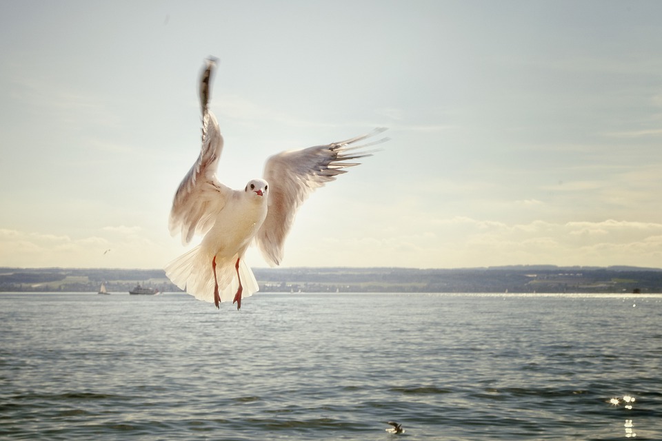 mouette en vol